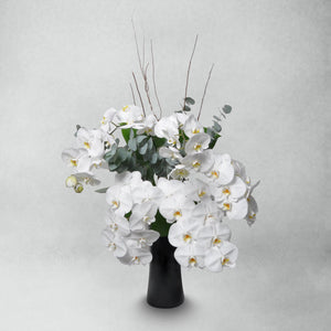 Phaleonapsis vase