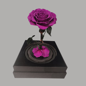 PURPLE INFINITY ROSE