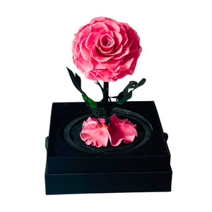 Infinity Pink Rose