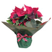 Classic Red Poinsettia Gift Wrap
