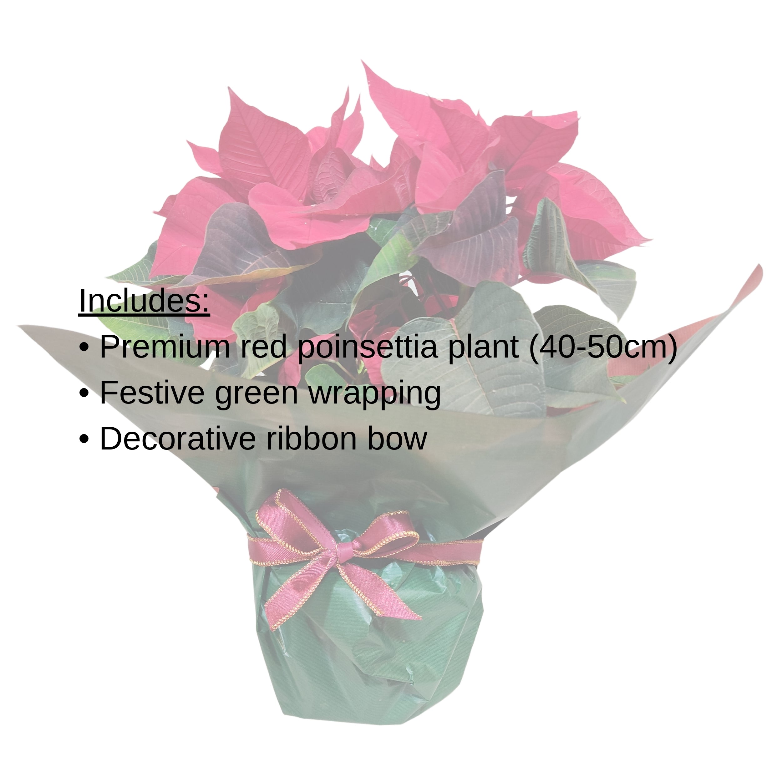 Classic Red Poinsettia Gift Wrap