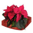 Classic Red Poinsettia Gift Wrap