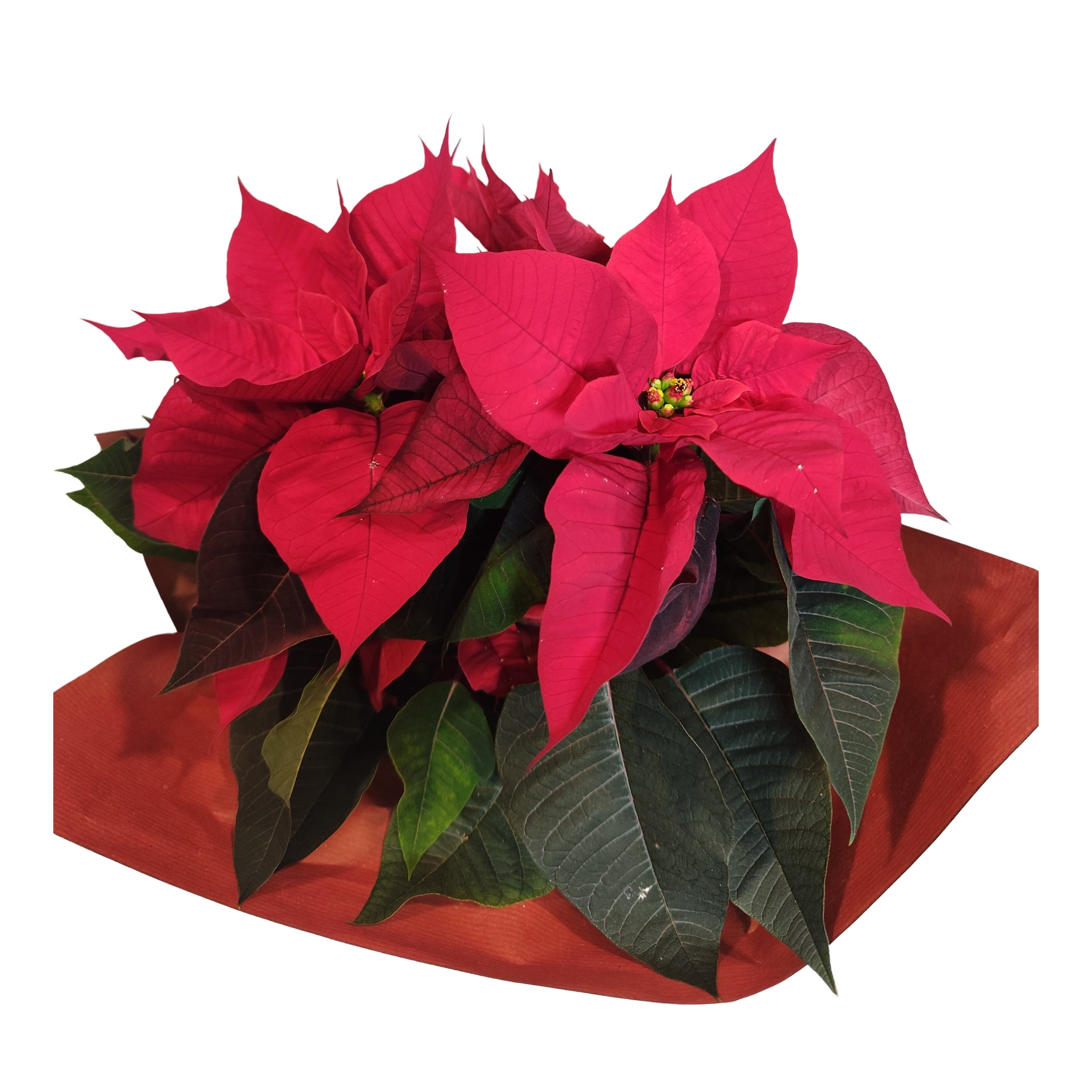 Classic Red Poinsettia Gift Wrap