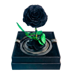 InfinityBlack Rose