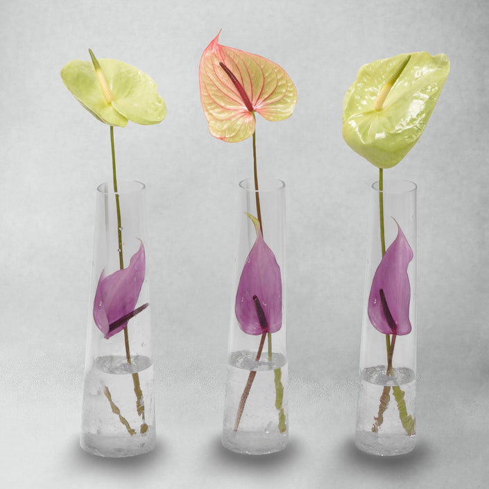 Anthurium Centerpiece