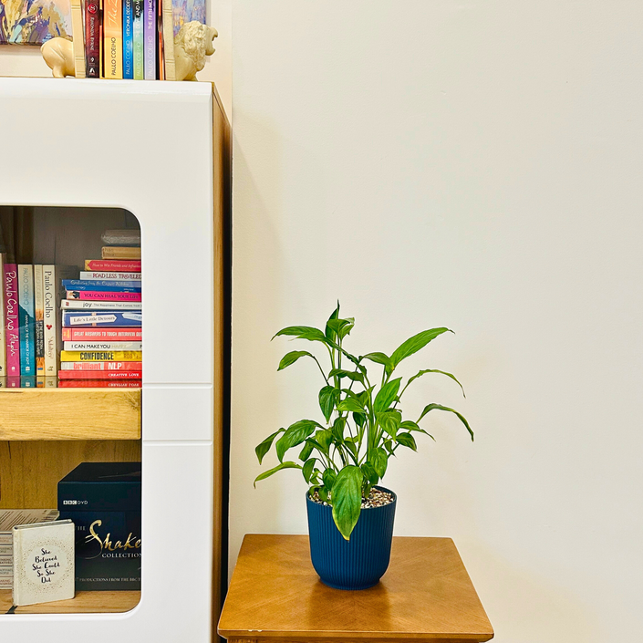 Peace Lilly Medium